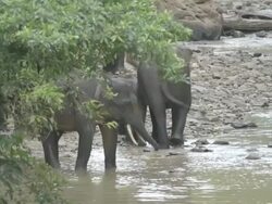 Wild elephant herd on side of jungle river. Stock Footage