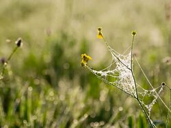 CU DS Spider Web In The Grass Stock Footage