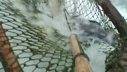 A fishing net collects fish from Khone Falls in Laos. Stock Footage