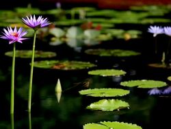 (HD) Lilly Pond selective focus Stock Footage