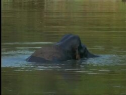 Elephant bathing in lake, Indian rainforest Stock Footage