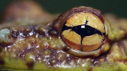 Canelos Treefrog (Ecnomiohyla tuberculosa) a very rare canopy dwelling tree frog from the western Amazon. Close-up of eye blinking Stock Footage
