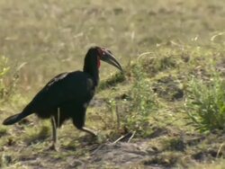 MS TS Shot of ground hornbill walking and foraging / Okavango Delta, North-West District, Botswana Stock Footage