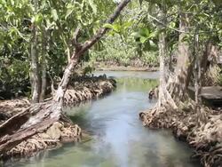 Mangrove forest (Tha Pom Klong Song Nam, Krabi, Thailand). Stock Footage