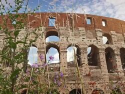 The Coliseum of Rome Stock Footage