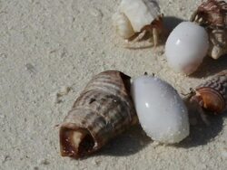 Land Hermit Crabs Stock Footage