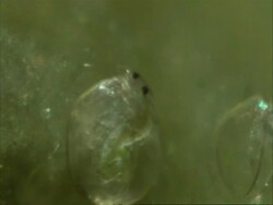 Cypris Stock Footage