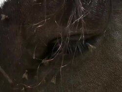 HD: Horse's eye Stock Footage