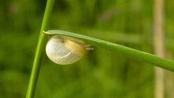 Snail Crawling On Blade Of Grass Stock Footage