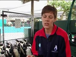 Namibian penguins head home after oil spill News Clip