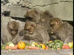 MCU Barbary apes eating fruit and vegetables Stock Footage