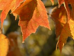 MS Shot of orange leaves / Ann Arbor, Michigan, United States Stock Footage