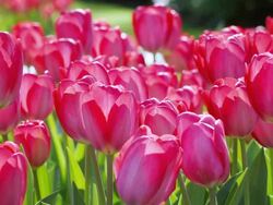 MS Shot of pink color tulip fields at Keukenhof Gardens / Lisse, South Holland, Netherlands Stock Footage