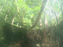 MS View of Mangrove tree roots / Palau, Micronesia, Palau  Stock Footage