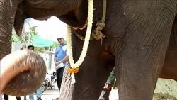 CLEAN : Cambodian capitals only working elephant to retire in jungle News Clip