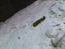 Yellow and black sea slug crawls it's way across the ocean floor Stock Footage
