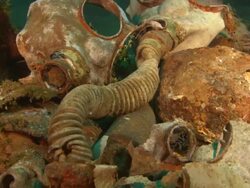 Unkai, Gas masks, Chuuk Lagoon, South Pacific  Stock Footage