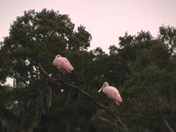 spoonbills in tree Stock Footage