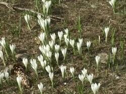 HD: White saffrons Stock Footage