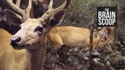 My Thoughts on Taxidermy - An Essay | Shaun Dooley and the Horniman Museum Instructional Video