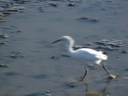BEAUTIFUL BIRD V.7 (HD) Stock Footage