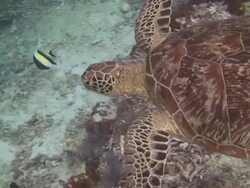 Turtle Stock Footage