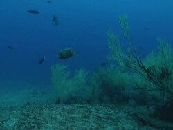 MS Shot of Various fish swimming around and between black coral with feather star swaying with surge / Matola, Maputo, Mozambique Stock Footage