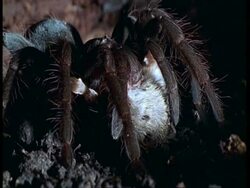 BCU Tarantula eating dead mouse, Amazon Stock Footage