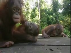 Juvenile Orangutans (Pongo sp.) lying on decking, one reaches toward camera, Borneo Stock Footage