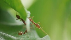 ant communicate to the other Stock Footage