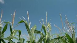 The tops of cornstalks rustle in the breeze. Stock Footage