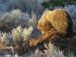 MS Shot of grizzly uncovering moose carcass on frosty morning / Tetons, Wyoming, United States Stock Footage