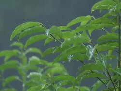 MS Torrential rain in rainforest / Bukit Lawang, North Sumatra, Indonesia Stock Footage
