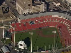 Buffalo Stock Footage