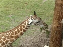 giraffe Stock Footage