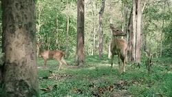 a herd of wild mule deer including a young male with small antlers feed on leafy shrubs along the trail in the pine forest. Stock Footage
