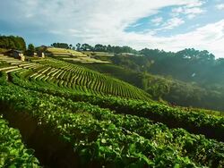Morning at Farm Strawberries Stock Footage