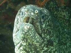 ECU Paint spotted moray eel lying and hiding under rock ledge covered with coral and sponges / Matola, Maputo, Mozambique Stock Footage