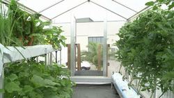 CLEAN : Berlin start up pioneers fish farm veggie garden News Clip