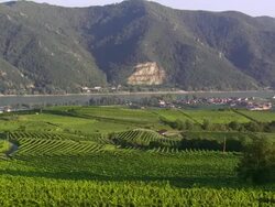Vineyards Above Weissenkirchen in Danube Valley PAN Stock Footage