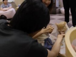Cat Cafe in Tokyo Japan Stock Footage