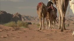 Arab people ride camels through a desert in Wadi Rum, Jordan. Stock Footage