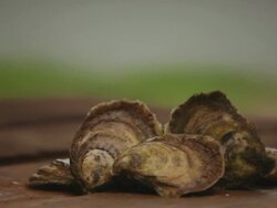 Oyster Stock Footage