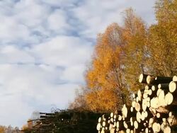 Autumn Time Lapse Stock Footage