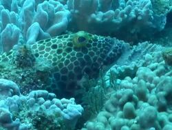 CU TS Shot of Big spot rock cod lying between coral and sponges then swims off / Matola, Maputo, Mozambique Stock Footage