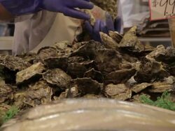 Employee drops bag of oysters on seafood market in Seattle Stock Footage