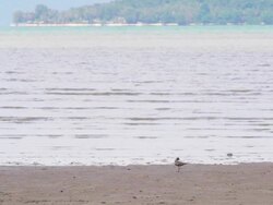 bird walks on the beach Stock Footage
