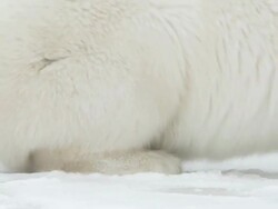 Cu PAN Two polar bears fighting each other / Churchill, Manitoba, Canada Stock Footage