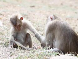 Monkeys Stock Footage