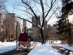 Horses In Central Park Stock Footage